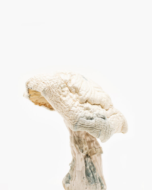 Avery Albino Mushroom