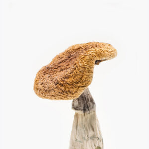 Golden Teacher Mushroom