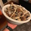 Golden Teacher Magic Mushrooms